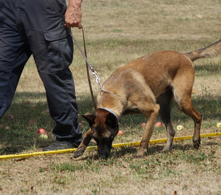 A Belgian Shepherd Malinois explosive detection dog sniffing along the ground.